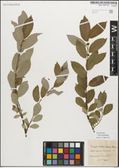 Foto von Salix myrsinifolia Salisb.